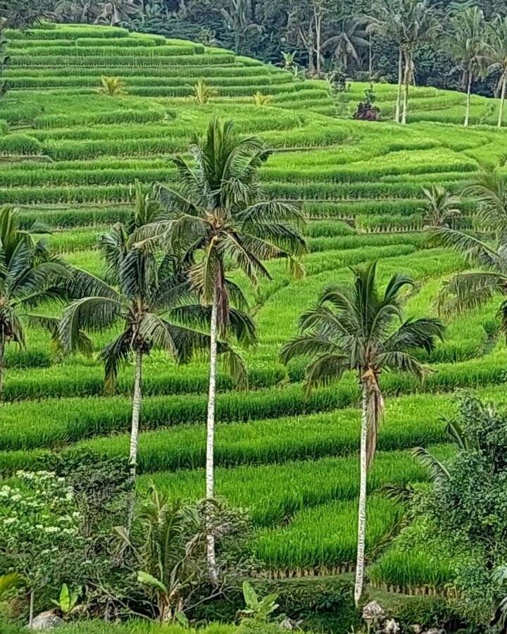 tournée à Bali